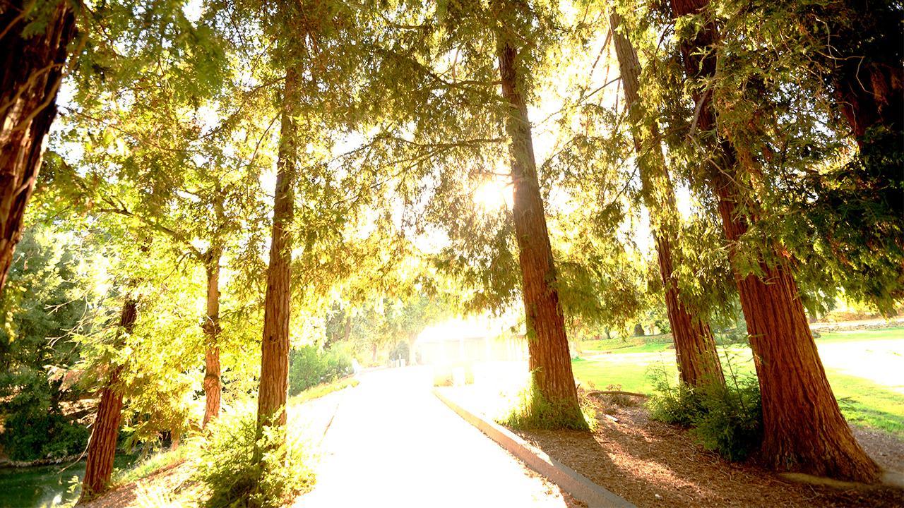 Redwood trees in sunlight