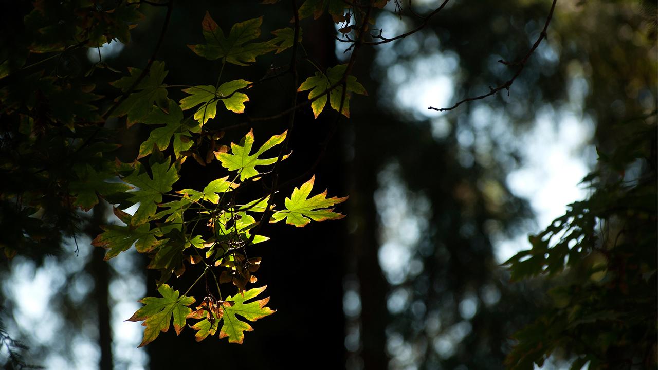 Close up photos of branches of a tree with light green leaves with Redwood trees  blurred in the background