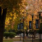 Fall trees on campus with light poles