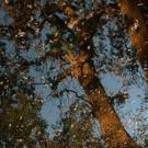 A view from below looking up at autumn leaves on trees at night illuminated by warm lighting on the ground.