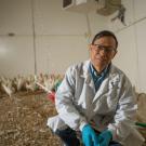 Huaijun Zhou wears a lab coat, blue latex gloves and glasses. He smiles and squats in a large room with white chickens gathered along the wall and corner behind him. Behind him is a green water hose and the floor is covered in saw dust, indicating this is an active animal service and agricultural space.
