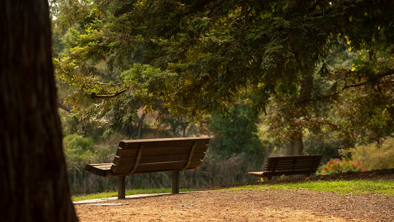 Empty benches at the Arboretum