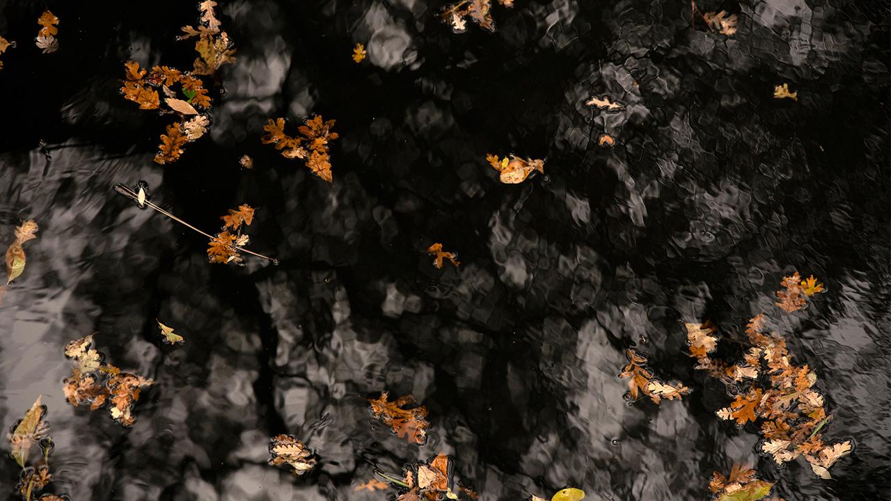 Floating leaves