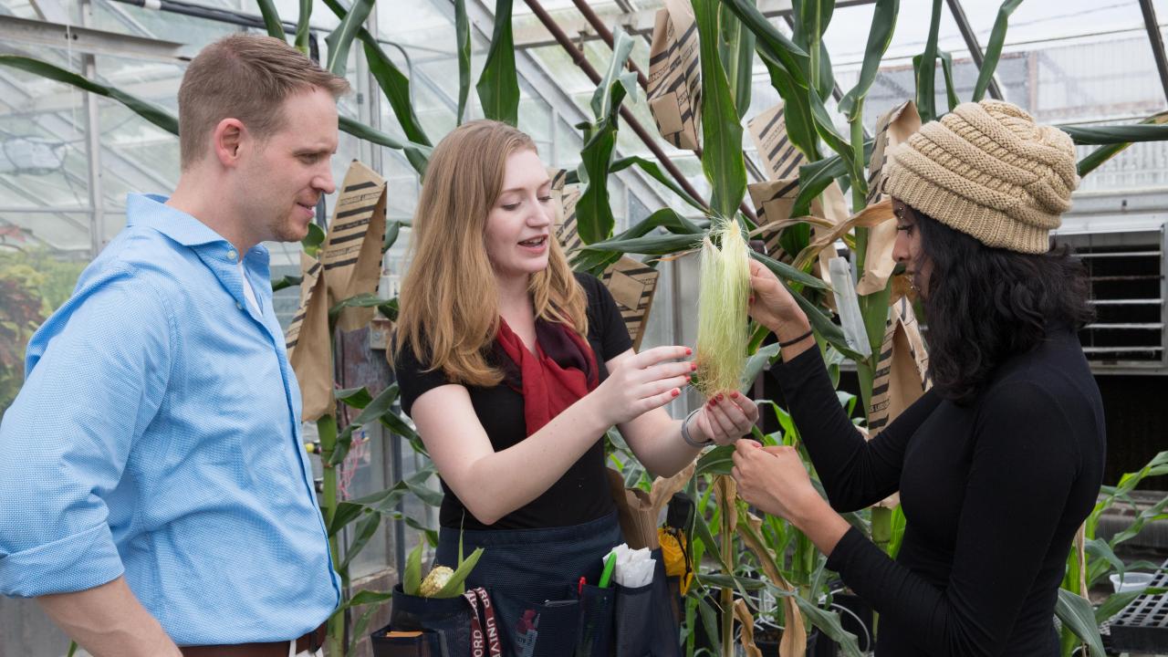Professor Zerbe stands with lab members Katie Murphy and Prema Karunanithi. Not pictured is lab member Kyle Pelot, who did much of the Zerbe Lab's previous work on switchgrass. Photo: David Slipher a man and two women in a greenhouse looking at corn