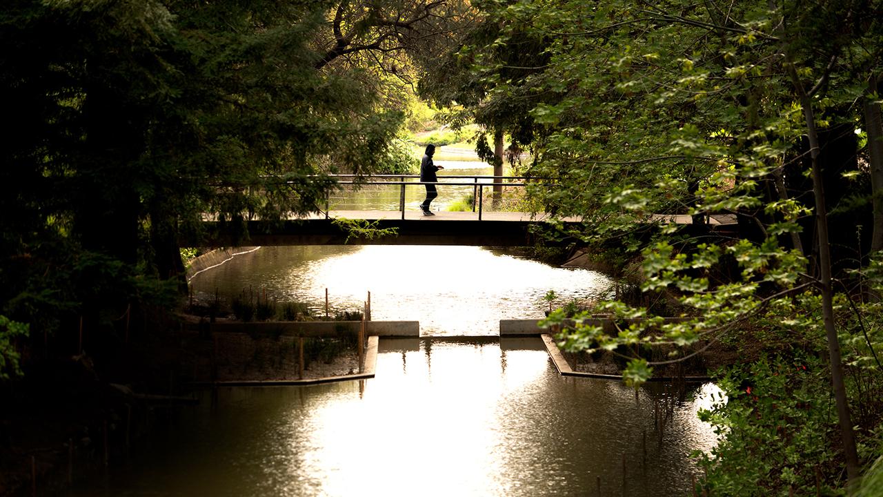 student walks on bridge in Arboretum