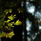Close up photos of branches of a tree with light green leaves with Redwood trees  blurred in the background