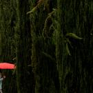 Student walking with red umbrella