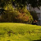 A student with long dark hair in a gray sweater and black pants reads her phone in the sun on a green hill outside Bainer Hall