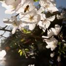 A bee sits on a collection of white blossoms on a tree branch with the sun filtered through in the background.