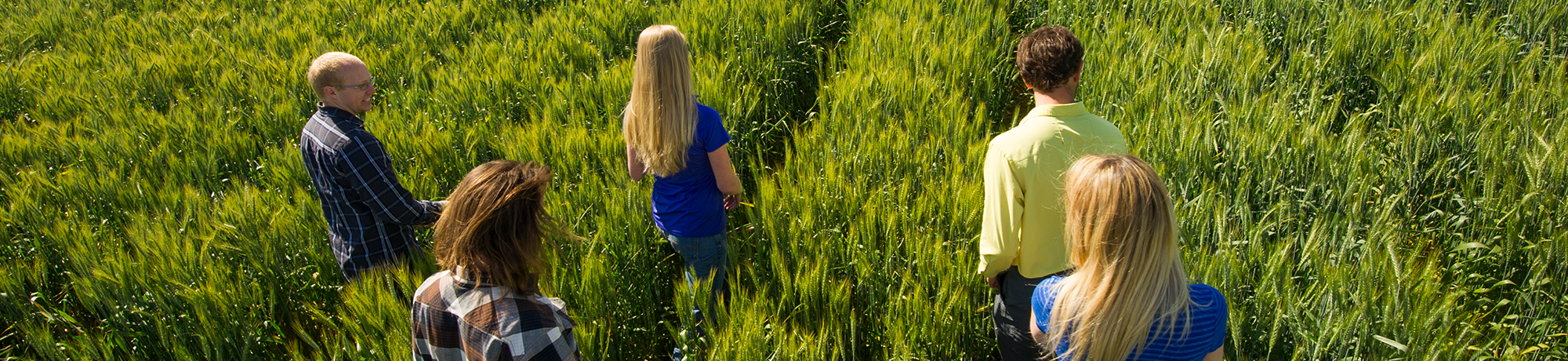 students walking through wheat