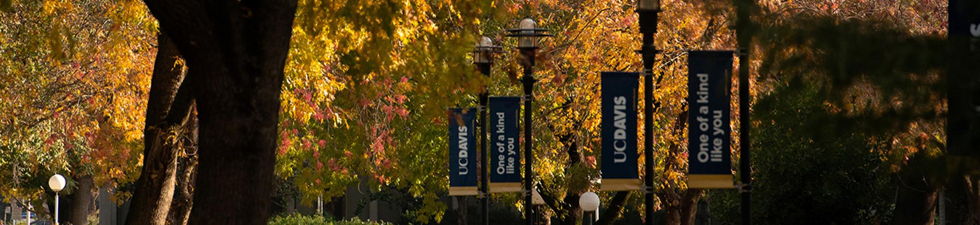 Light poles that have UC Davis banners with the wordmark and that read "one of a kind like you" surrounded by fall foliage. 
