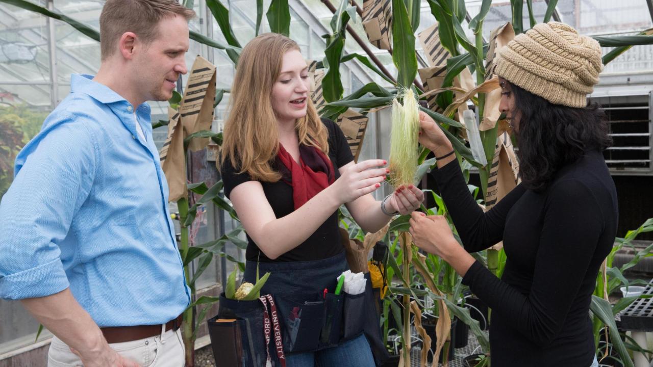 Professor Zerbe stands with lab members Katie Murphy and Prema Karunanithi. Not pictured is lab member Kyle Pelot, who did much of the Zerbe Lab's previous work on switchgrass. Photo: David Slipher a man and two women in a greenhouse looking at corn