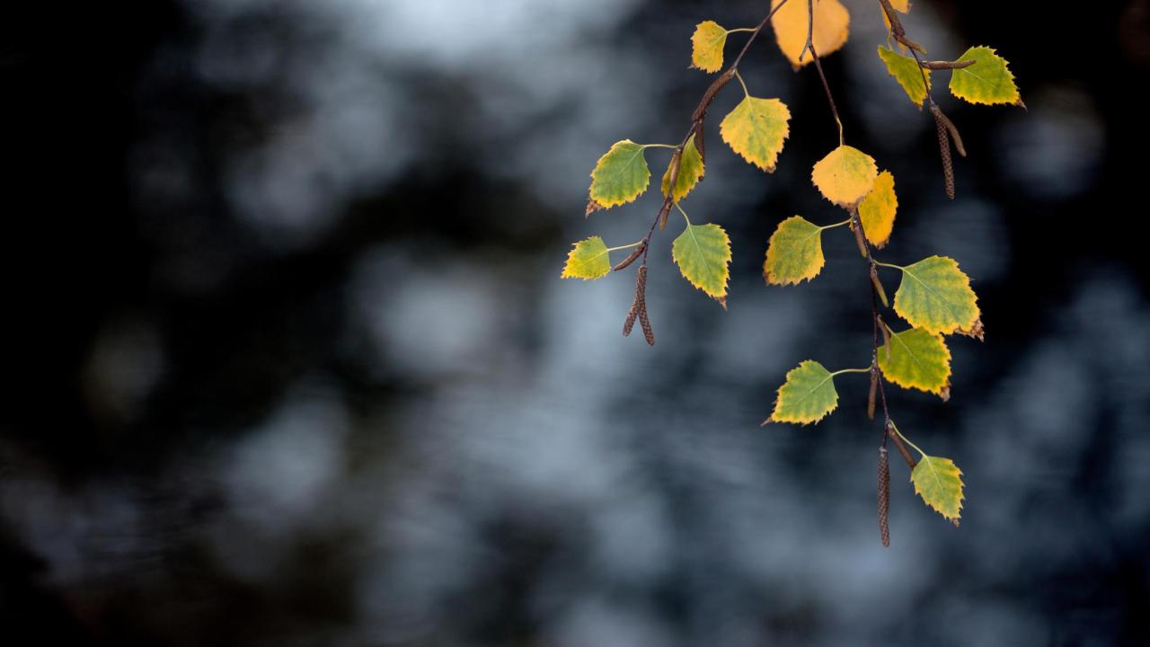 Fall leaves